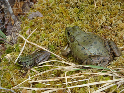A pair of frogs hanging out on the Liberty Trail