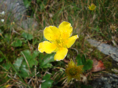 An alpine flower along the Star Lake Trail