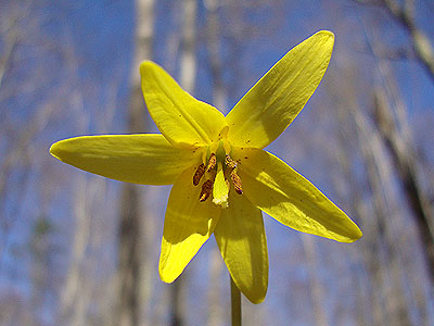 Trout lilly along the Air Line Trail