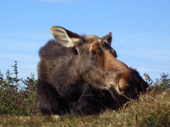 The moose near the Madison Hut
