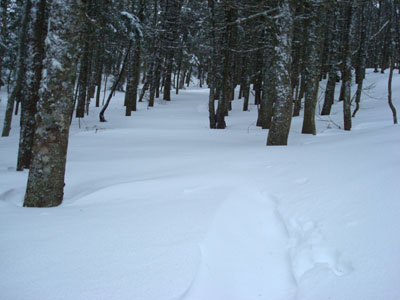 Windblown snow disguises the Avalon Trail near Mt. Avalon