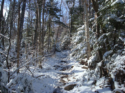 Looking up the Avalon Trail