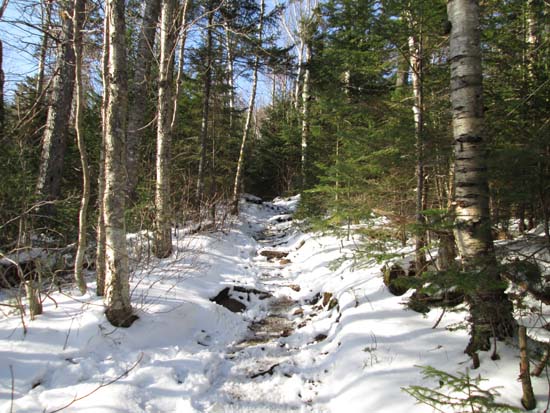 Looking up the Avalon Trail