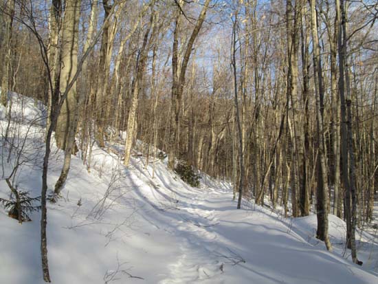 Looking up the Nancy Pond Trail
