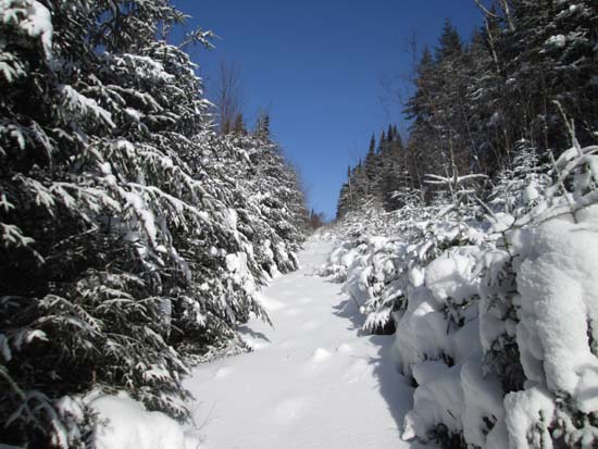 Ascending the logging road above Cone Brook