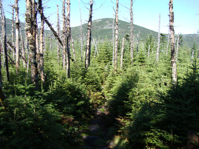 The Asquam-Ridge Trail with Mt. Blue on the horizon