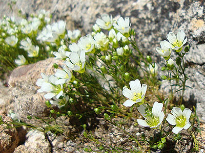 Alpine flowers on the way to Mt. Bond