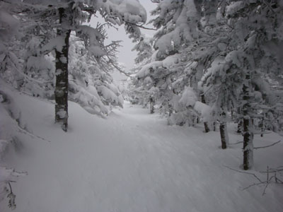 The West Bond Trail