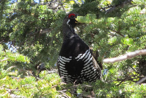 Attack chicken on the Bondcliff Trail