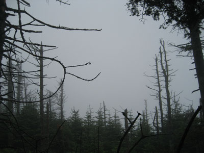Looking into the fog from near the summit of Mt. Cabot - Click to enlarge