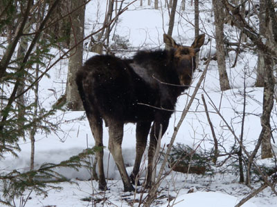 A bull moose looking for spring