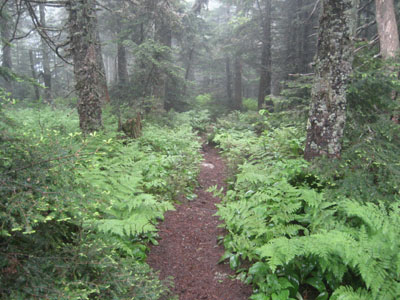 The Kilkenny Ridge Trail to Mt. Cabot