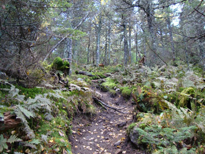 The Kilkenny Ridge Trail to Mt. Cabot