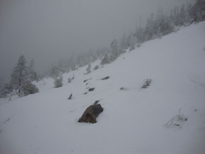 Part of the massive talus field on the side of Mt. Cabot