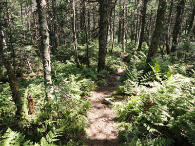 The Kilkenny Ridge Trail to Mt. Cabot