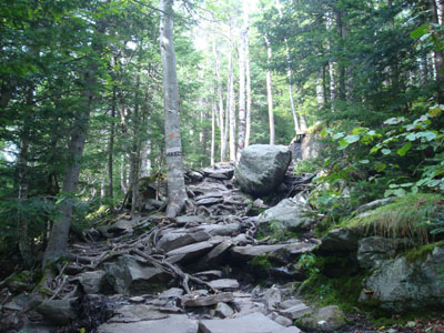 Looking up the West Ridge Trail