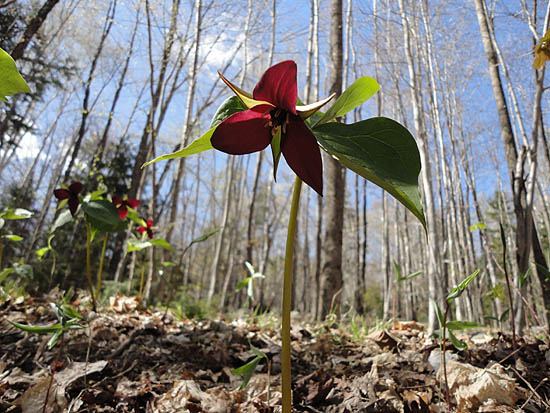 Trillium
