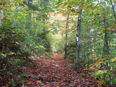 Fall on the Signal Ridge Trail