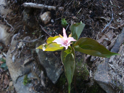 Painted trillium coming into bloom on Signal Ridge Trail