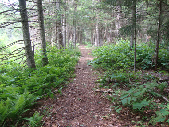 The Tunnel Brook Trail