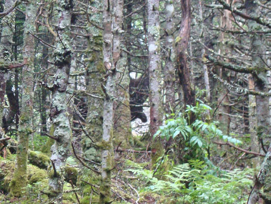 A pair of moose hiding in the trees on the way up Mt. Clough