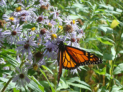 A butterfly enjoying some flowers near the Davis Path trailhead