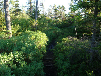 The Davis Path on the way to Mt. Crawford