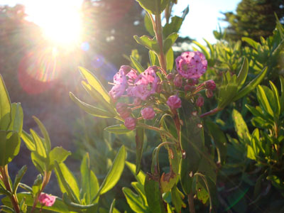 Sheep laurel near the summit of Mt. Crawford