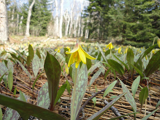Trout lily