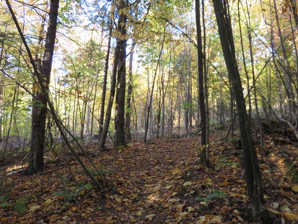 The Cross-Rivendell Trail
