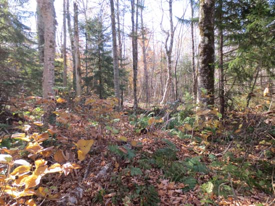 An area of open woods on the way to Mt. Dartmouth
