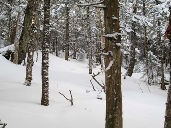 Bushwhacking to Mt. Dartmouth