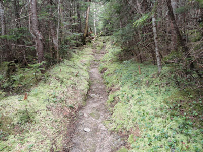 The Davis Path on the way to Mt. Davis
