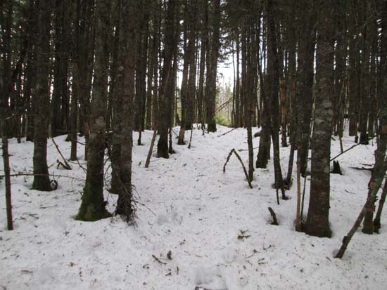 The abandoned trail near the summit of Mt. Deception