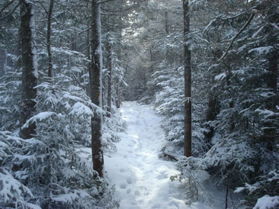 Looking up the Mt. Osceola Trail on the way to Mt. Osceola's East Peak