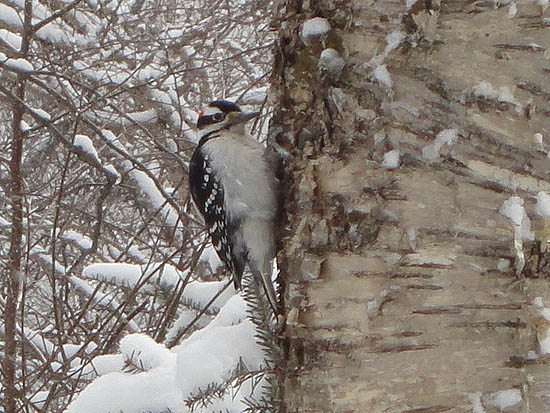 A woodpecker near the Mt. Osceola Trail