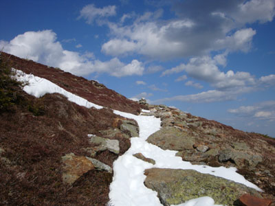 Looking up the Mt. Eisenhower Loop trail