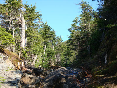 Looking up the Edmands Path