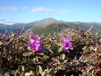 Alpine flowers on the Eisenhower Loop