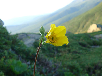 An alpine flower on the Eisenhower Loop