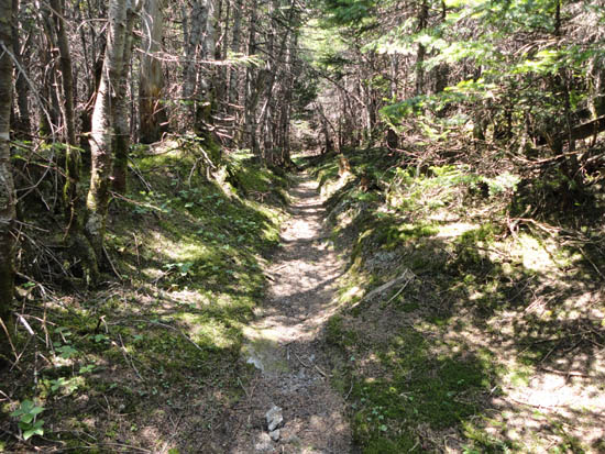 Looking up the Mt. Eisenhower Trail