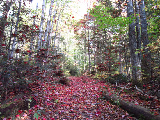 Looking up the Edmands Path