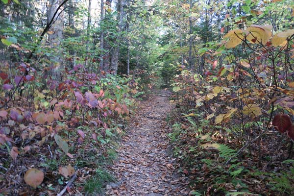 Looking up the Edmands Path
