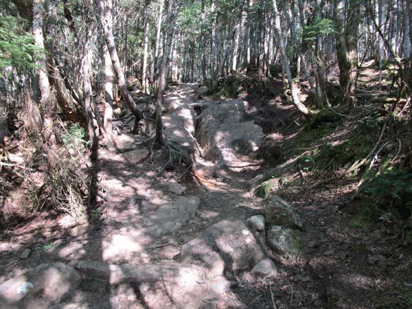 Heavy erosion and trail creep on the Edmands Path