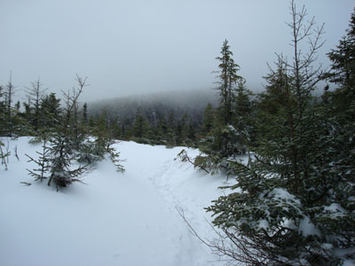 The Avalon Trail to Mt. Field