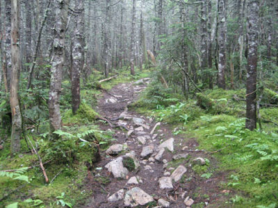 The Avalon Trail to Mt. Field