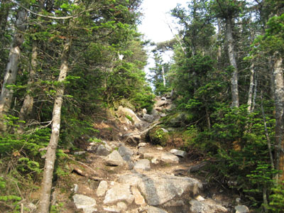 The Willey Range Trail near Mt. Field