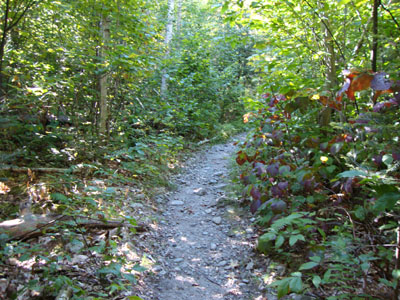 Looking up the Avalon Trail