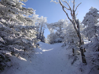 The Willey Range Trail to Mt. Field