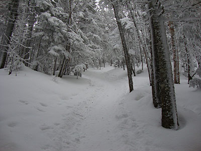 Looking up the Avalon Trail